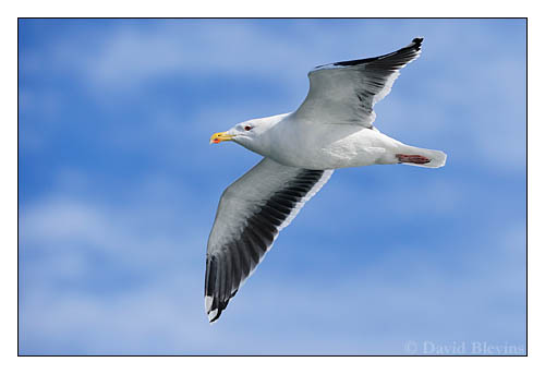 Photo of Larus marinus by <a href="http://www.blevinsphoto.com/contact.htm">David Blevins</a>